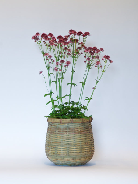 Astrantia Roma in a medium bamboo pot.